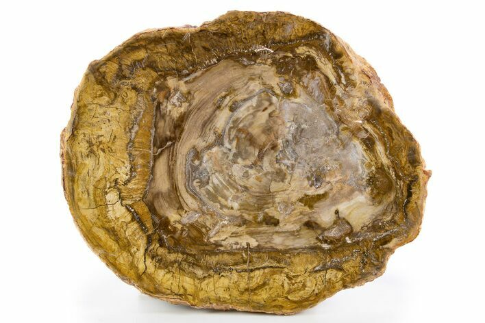 Polished Petrified Wood (Araucaria) Round - Madagascar #341531